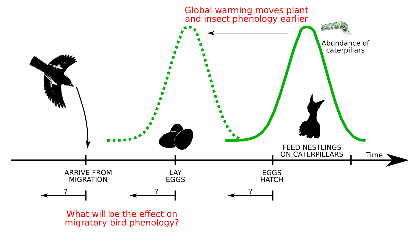 Migratory bird phenology