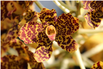 The orchid species Grammatophyllum speciosum has not been recorded in Singapore since 1918. Photo credit: Cerlin Ng