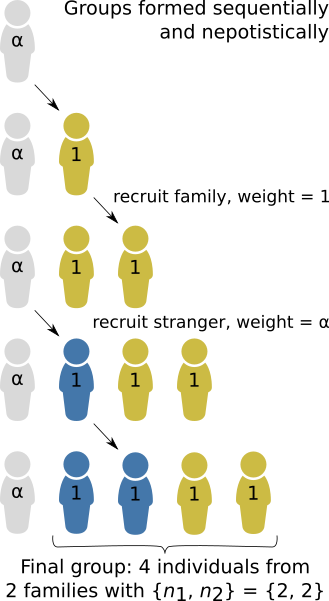 Figure 2: An illustrative model of homophilic group formation by nepotism.  Groups are formed by sequentially adding one individual at a time.  At each stage, each group member has an equal chance (weight = 1) of choosing the next recruit, who will be their family member.  However, there is also a chance that the next recruitment will be driven by external factors, and so the recruitment of a stranger is given weighting 'alpha'.