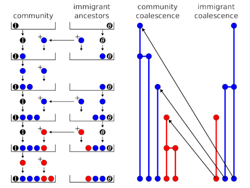 Figure 2: Urn model and coalescence outcomes for a single community (e.g., an island).