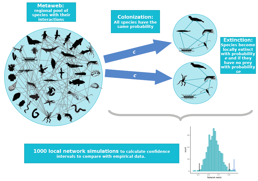 Figure 1: The null food-web assembly model. Species randomly colonise from the metaweb and go extinct in the local web, with the only constraint being that predators cannot persist unless they have at least one prey. We simulated 1000 local networks, and compared the distribution of their network properties to the properties of real webs.