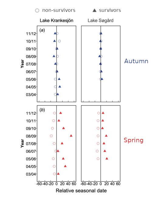 Comparing the relative migration timing of individuals who survived and did not survive to the next year. Non-survivors migrated earlier in the spring, but not in the autumn, consistent with a predator dilution effect that selects against arriving early relative to the bulk of the population in spring. Adapted from their Fig. 2.