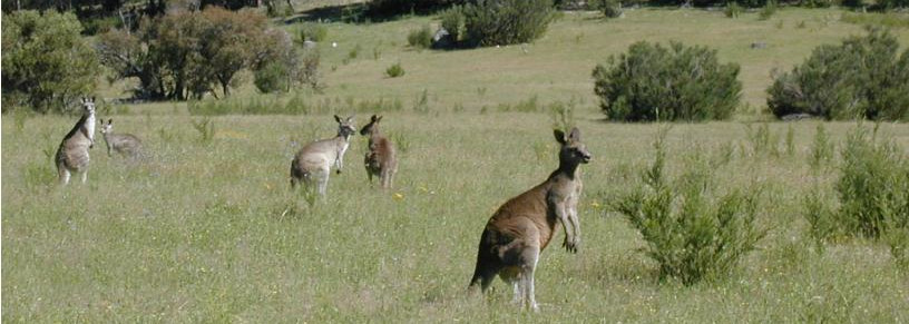 Figure 1. Kangaroos in their native grassland habitat. Contributed to Wikipedia by user AWS10.