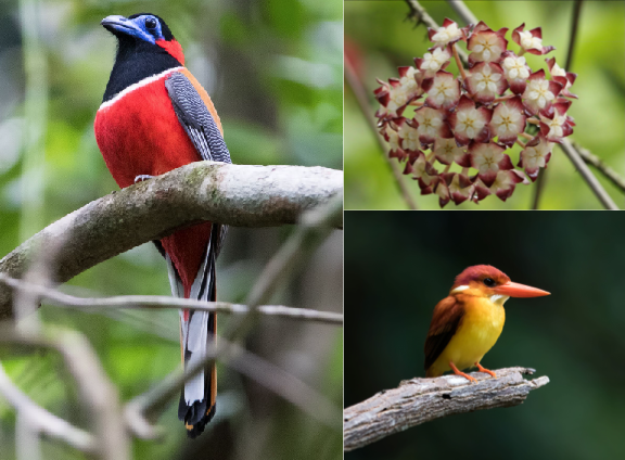 A selection of species that have been extirpated from Singapore in the last 200 years. Left: Red-naped Trogon (<i>Harpactes kasumba</i>). Top-right: <i>Hoya finlaysonii</i>. Bottom-right: Oriental Dwarf Kingfisher (<i>Ceyx erithaca</i>). Image credits: Ang Wee Foong (<i>H. finlaysonii</i>), Yong Chee Keita Sin (bird photos).